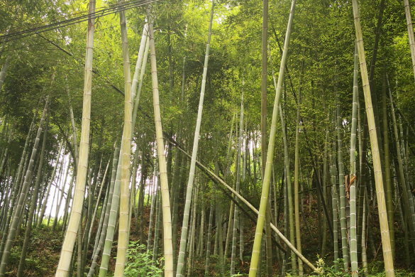 全球每年产生70亿吨塑料垃圾 专家称竹子可替代：绿色低碳